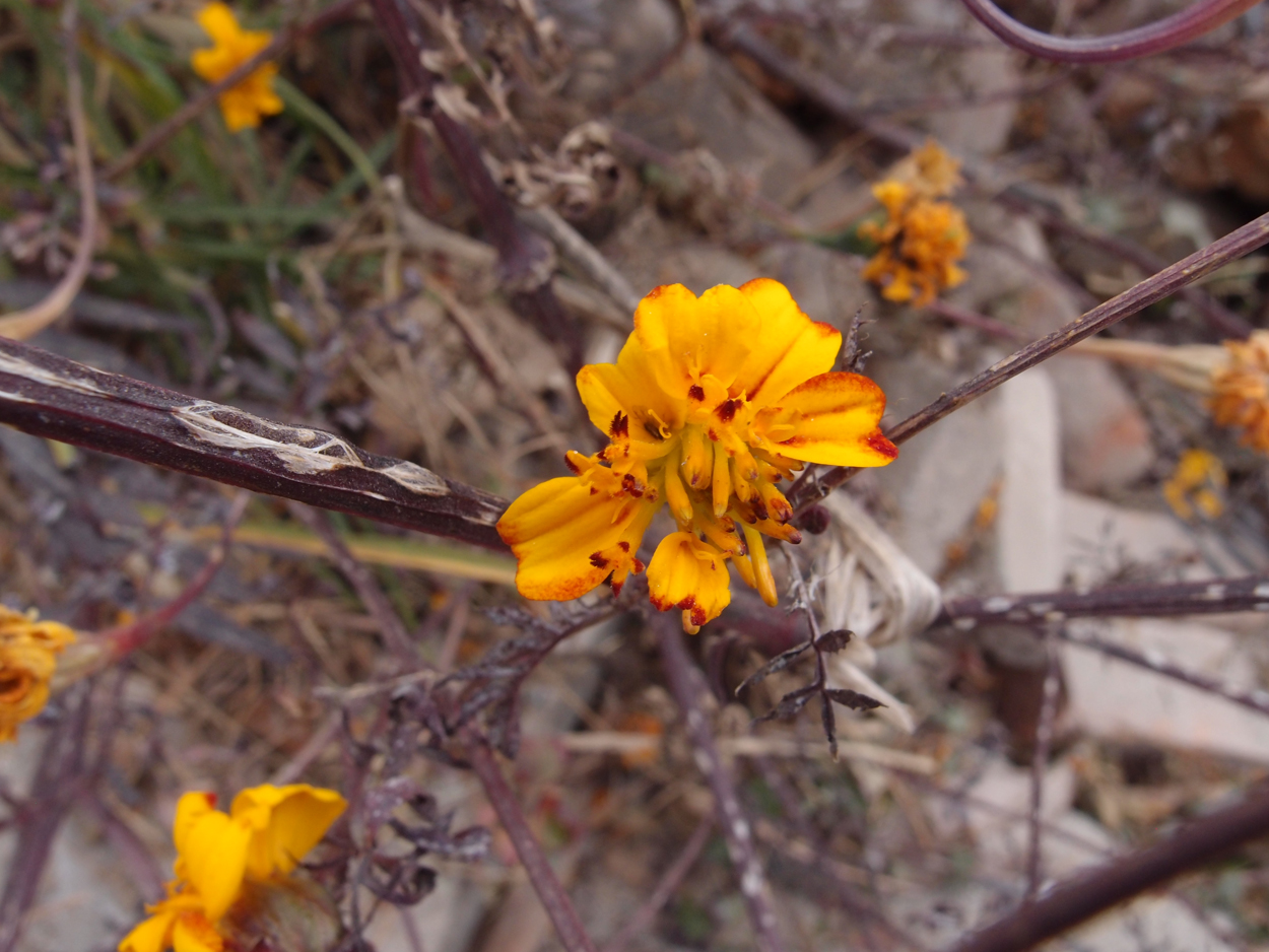2018-01-16 12 Uhr - Im Shivapuri Nagarjun National Park (Nagi Gumba) (Foto) 